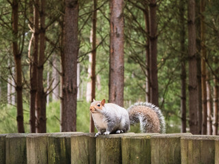 Tubby Grey Squirrel At Woburn Forest
