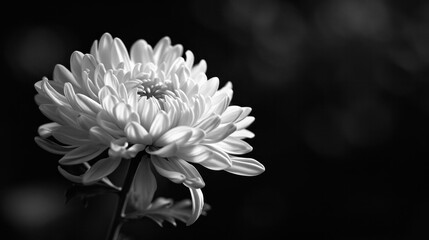 funeral white flower with copy space. beautiful white chrysanthemum flower on dark background with space for text