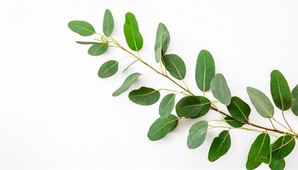 eucalyptus branch illustration