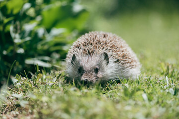 Igel