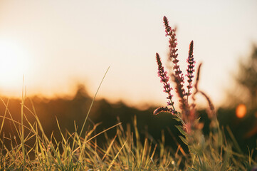 Sommerblumen