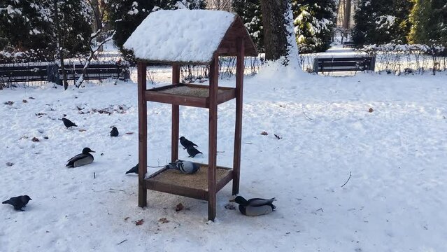 Birds eat from a feeder in a winter city park