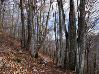 bare trees in the mountains in winter