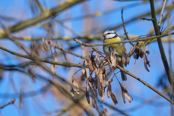 The Eurasian blue tit (Cyanistes caeruleus) feeding on Fraxinus pennsylvanica (green ash) seeds in winter
