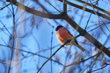 Bullfinch on a tree branch on a winter, sunny day. Beautiful bird against the blue sky