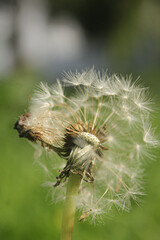 Dandelion Fall
