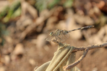 dragonfly on a branch