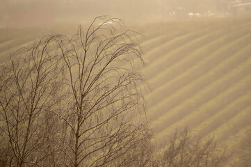Krajobraz pole we mgle drzewa pokryte kroplami deszczu w porannym zamglonym świetle.	
