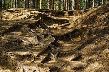 Pine forest background. Pine tree roots, close up. Nature concept. Pine with a bare root system in a sand pit. Tree root system looks out. Ecological problem. Environmental conservation concept - obrazy, fototapety, plakaty