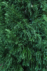 beautiful green pine tree leaf texture