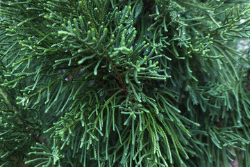 beautiful green pine tree leaf texture