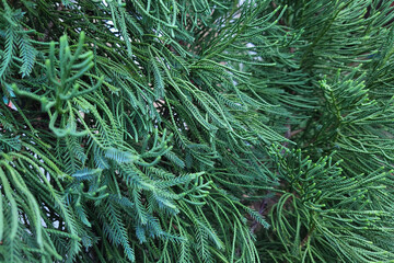 beautiful green pine tree leaf texture