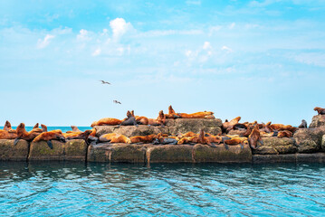 The rookery of Steller sea lions. Group of northern sea lions sunbathing on a breakwater in the...