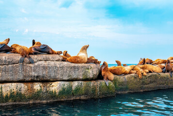 The rookery of Steller sea lions. Group of northern sea lions resting on a breakwater in Nevelsk, Sakhalin Island - obrazy, fototapety, plakaty