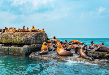The rookery of Steller sea lions. Group of northern sea lions sunbathing on a breakwater in the sea. Nevelsk city, Sakhalin Island - obrazy, fototapety, plakaty