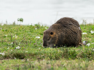 A nutria walking near water and looking for food