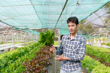Asian man gardener harvested fresh vegetables in farm. Asian male owner of an organic vegetable farm holding organic salad vegetables ready to sell to customers.