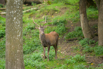 A stag in a park in autumn