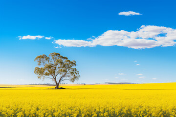 Yellow flowering canola on green field, in the style of australian landscape, bold chromaticity, expansive skies, light sky-blue, samyang af 14mm f/2.8 rf, unprimed canvas, uhd image

