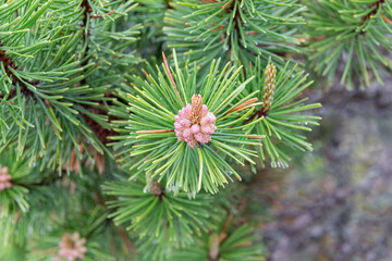 Young Sitka spruce cones buds (Picea sitchensis)