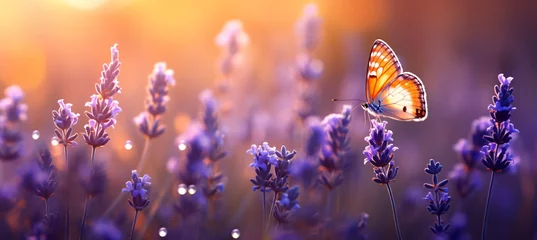 Foto op Canvas A butterfly sitting on lavender flowers in the morning, in the style of bokeh panorama, light orange and light indigo, softbox lighting, organic texture, joyful and optimistic, cinestill 50d, light or © Possibility Pages