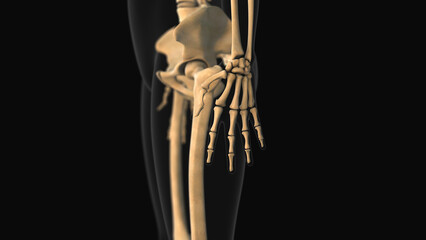 Medical animation of the metacarpals and phalanges bone pain
