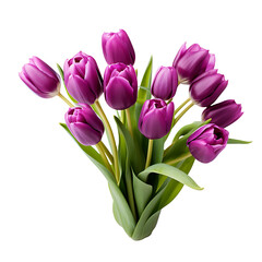 Bouquet of purple tulips on transparent background PNG