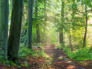 Footpath through Natural Forest of Beech Trees with Sunbeams through Morning Fog