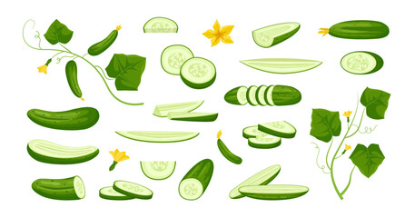 cucumbers. agriculture vegetarian harvest green vegetables, cartoon vegetable vegan plants collection, organic natural nutrition. vector cartoon items set.