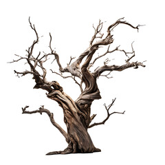 Dead tree on transparent background PNG