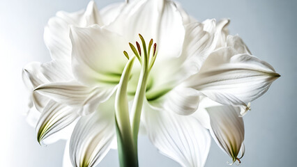 Polianthes Image,blooming flower branch of oriental lily, , Amarillis,symbol of  strength and determination, 

