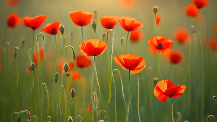 Fototapeta premium beautiful poppy flowers on blurred background. space for text ,orange flower garden poppy seed heads after flowering in a hay meadow, poppy flowers evoke a sense of solace, rememb