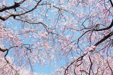 桜の花を下から見上げる　青空　枝　美しさ
