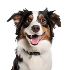 border collie puppy Realistic images of fun animal concepts on transparent background PNG.