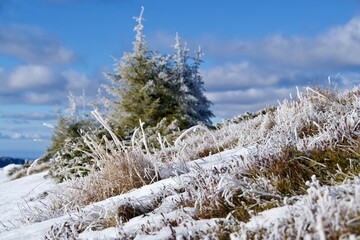 snow covered pine tree, Piatra Mare Mountains, Romania