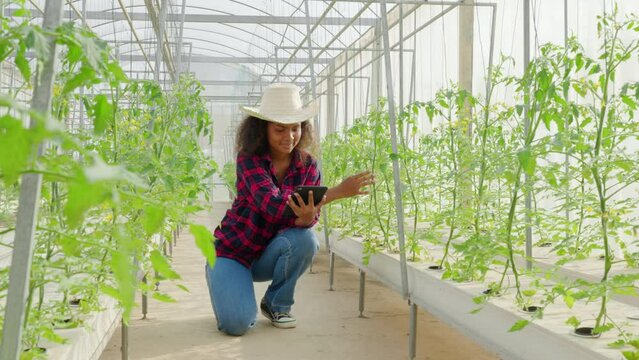 A farmer uses a tablet in a greenhouse caring for cultivated tomatoes. Innovative technology meets agriculture in this image of controlled growth and quality control. Nature at its finest.