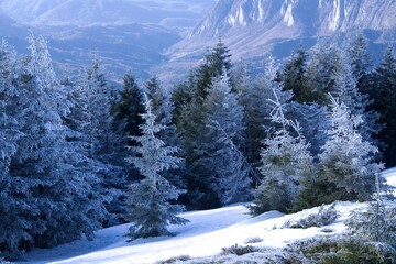 snow covered trees, Piatra Mare Mountains, Romania