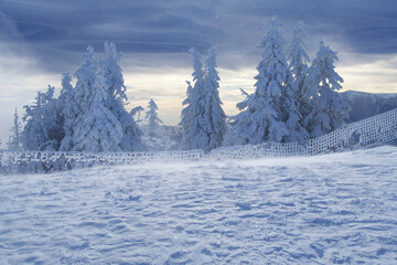 snow covered trees, Postavaru Mountains. Romania