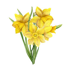 Obraz premium Watercolor yellow spring flowers daffodils with green leaves. Hand drawn floral illustration, garden wild flowers for greeting card, label, logo design. Sunny bouquet clipart