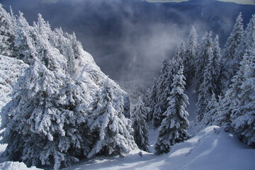 snow covered trees, Postavaru Mountains, Romania