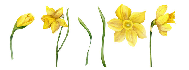 Watercolor yellow spring flowers daffodils with green leaves set. Narcissuses set of flowers in different blooming phases . Hand drawn floral illustration, garden wild flowers for greeting card, label - obrazy, fototapety, plakaty
