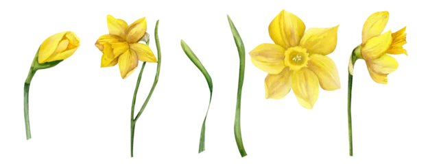 Wandaufkleber Watercolor yellow spring flowers daffodils with green leaves set. Narcissuses set of flowers in different blooming phases . Hand drawn floral illustration, garden wild flowers for greeting card, label © Evgeniya