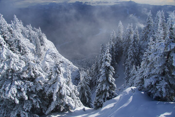 snow covered trees in mountains, Postavaru Mountains, Romania