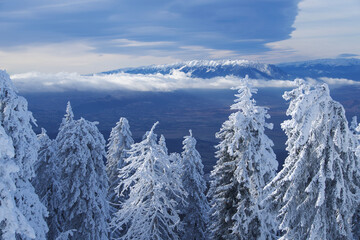 snow covered trees, Postavaru Mountains, Romania. Viewpoint to Piatra Craiului Mountains