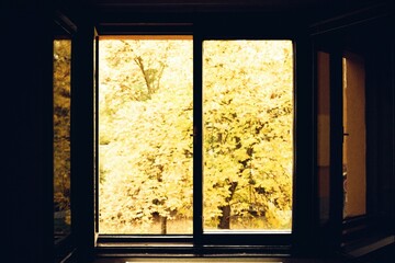autumn behind window in Chomutov  18. October 2023 on analogue photography - blurriness and noise...