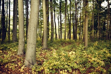 forest in Bezrucovo udoli by Chomutov 22. October 2023 on analogue photography - blurriness and...