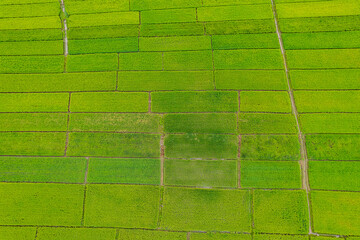 Beautiful aerial view natural of the agriculture in green and yellow rice field in rainy season for cultivation in Nan Province, Thailand.