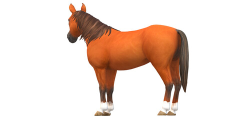 Horse isolated on a Transparent background