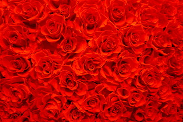 一面の赤い薔薇　バラ　