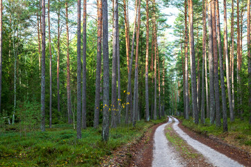 Tranquil forest road with green trees and diminishing perspective.